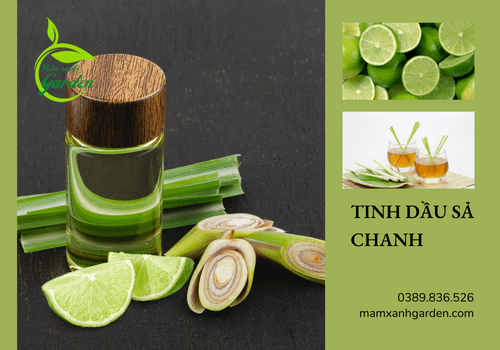 Tinh Dầu Sả Chanh Nguyên Chất