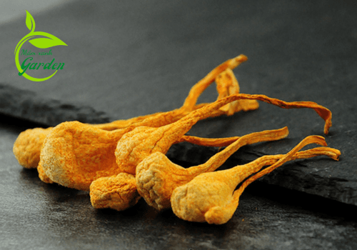 Loại đông trùng hạ thảo rừng - Cordyceps Militaris