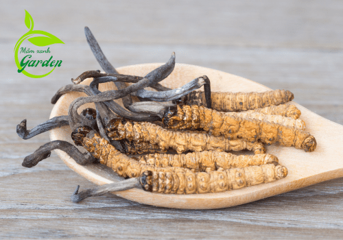 Loại đông trùng hạ thảo nam - Cordyceps Sinensis