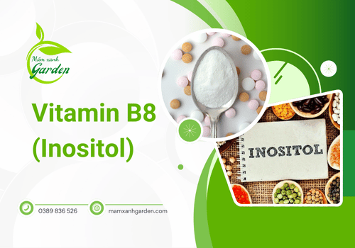 Vitamin B8 (Inositol) giúp giảm cân như thế nào?