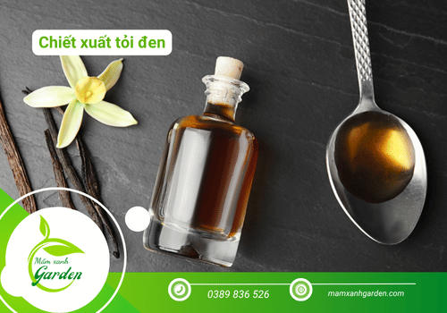 Chiết xuất tỏi đen là gì?
