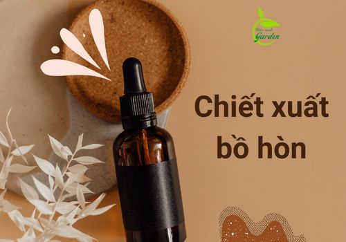 chiết xuất bồ hòn