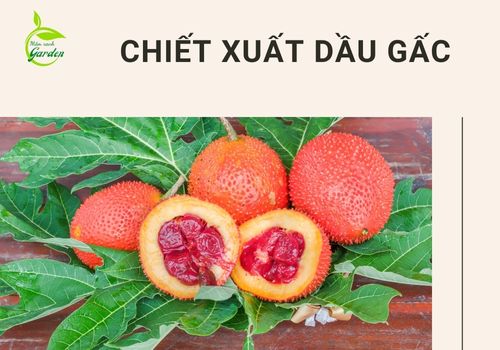 chiết xuất dầu gấc