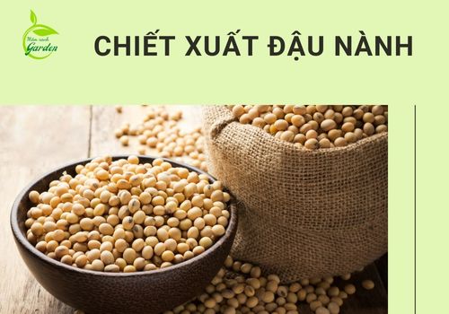 chiết xuất đậu nành