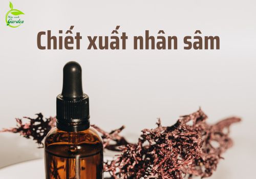 chiết xuất nhân sâm